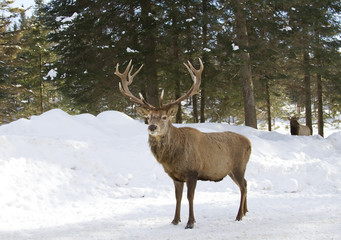 Naklejka na ściany i meble Red deer with large antlers standing in the winter snow