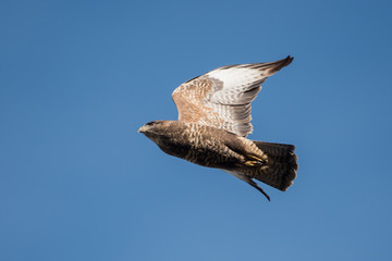 Common Buzzard, Buteo buteo