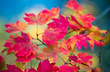 Naklejka na ściany i meble Autumn Colors
