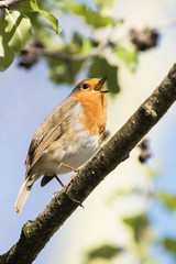 Obraz premium European Robin, Erithacus rubecula, Robin, Birds