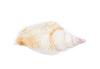 Sea shell isolated