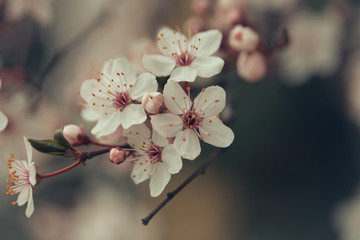 White sakura flower blossoming as natural background on blurred backdrop