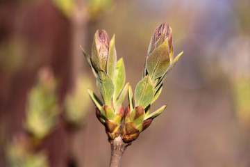 Young spring leaves on blurred natural background