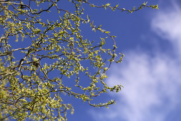 Young green leaves over the blue sky as natural background