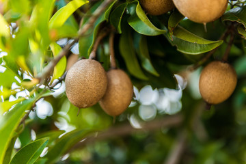 Organic sapodilla on tree