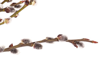 willow branch on wood background