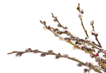 willow branch on wood background