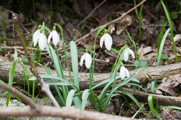 Snowdrop in forest