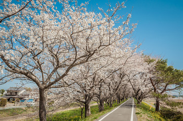 Fototapeta na wymiar Park with beautiful blooming of cherry trees and people