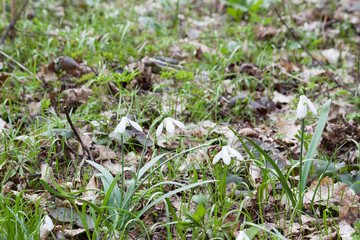 Snowdrop in forest