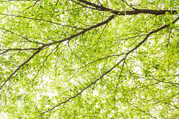 Green leaf isolated on white