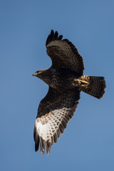 Common Buzzard, Buteo buteo