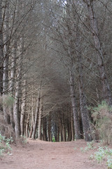 a photo taken of a view through my local forest in Marbella, Spain