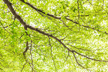 Green leaf isolated on white