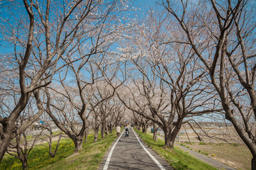 Park with beautiful blooming of cherry trees and people