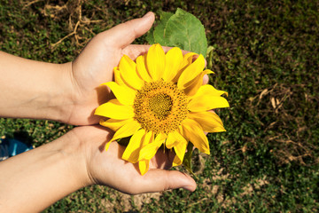 Fototapeta premium Sunflower grows on the field