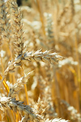 Ripe ear of corn on the field