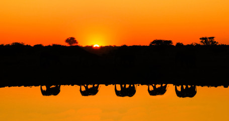 Reflections silhouettes of elephant family passing waterfront of a lake.