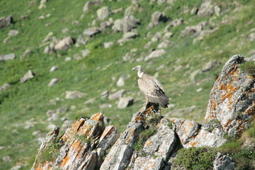 Vautour fauve perch&eacute; sur un piton rocheux dans les Pyr&eacute;n&eacute;es