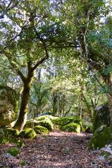 Into the woods - Fairy Tale (Sardinia)