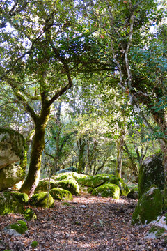Into the woods - Fairy Tale (Sardinia)