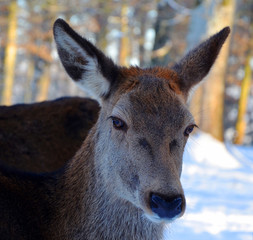 Close up of deer in winter scenery, germany