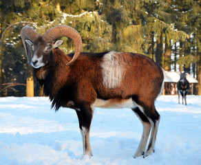 Obraz premium Mouflon in winter scenery, germany