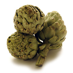 Obraz premium Cynara scolymus ආටිචෝක් Atisô Latva-artisokka Artischocke Carciofo ארטישוק Karczoch zwyczajny 菜薊 Kronärtskocka Alcachofa خرشوف سكوليمي Globe artichoke Artichaut Articsóka 아티초크 Enginar Artiskok 