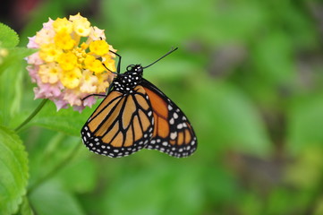 Mariposa sobre la flor