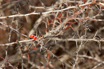 Barberry. Prickly branches.