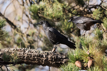 Carrion Crow, Crow, Corvus Corone