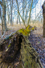 Decaying Tree