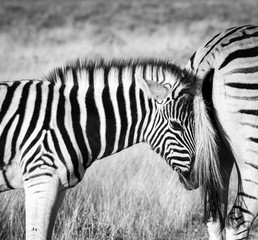 Fototapeta na wymiar Young baby zebra cuddles with its mother.