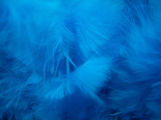 blue feathers texture