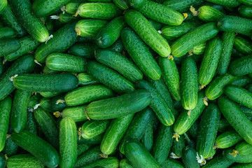 Cucumbers pattern
