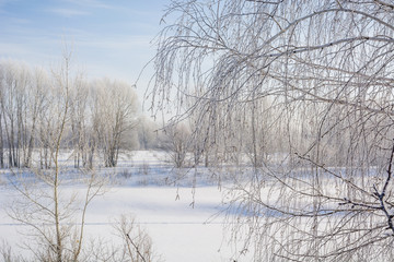 The frozen tree. In the winter the tree froze from cold.