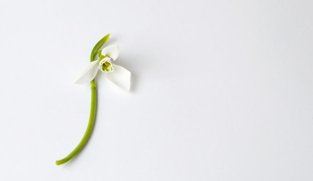 Single snowdrop flower on white background