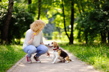 Young beautiful woman playing with Beagle dog
