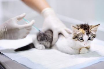 Veterinary doctor giving injection for kitten