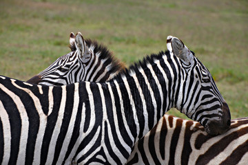 Zebras Facing Two Ways