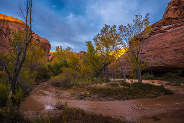 Coyote Gulch Fall Colors