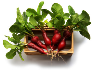 Raphanus sativus Hreðka Cải củ ბოლოკი முள்ளங்கி Rábano Radish Turp Ravanello Ředkev setá Ravanelli Garten-Rettich צנון Retek Ridiche Редька посевная 萝卜 فجل 무 식물 मूली 