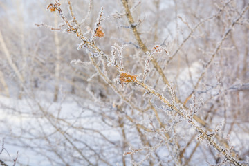 The frozen tree. In the winter the tree froze from cold.