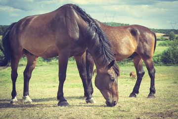 Obraz premium Majestic graceful horses in meadow.