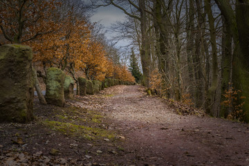 path with beech trees in autumn