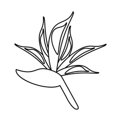 bird of paradise flower thin line vector illustration eps 10