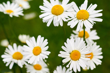 Fototapeta premium daisy in group