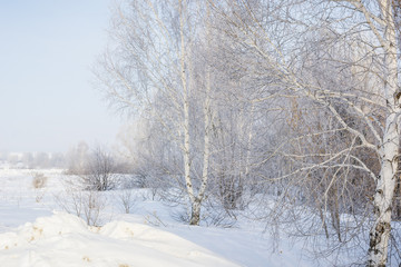 The frozen tree. In the winter the tree froze from cold.