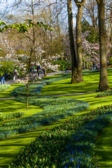 Dutch spring garden Keukenhof (Lisse, Netherlands)  park of flowers and tulips