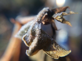 Naturfotografie mit dem Iphone 5s, mit Marko Objetiv zum aufstecken.